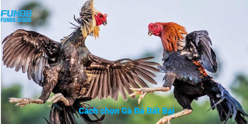 Tiết Lộ Cách Chọn Gà Đá Hay Bất Bại Trên Mọi Đấu Trường